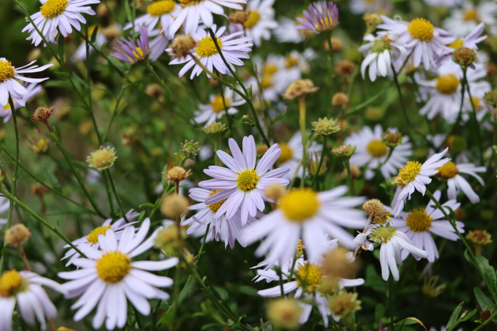 Blüten hell lila