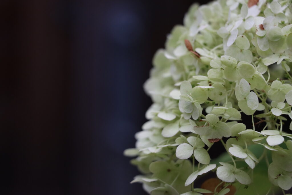 weiße Hortensie