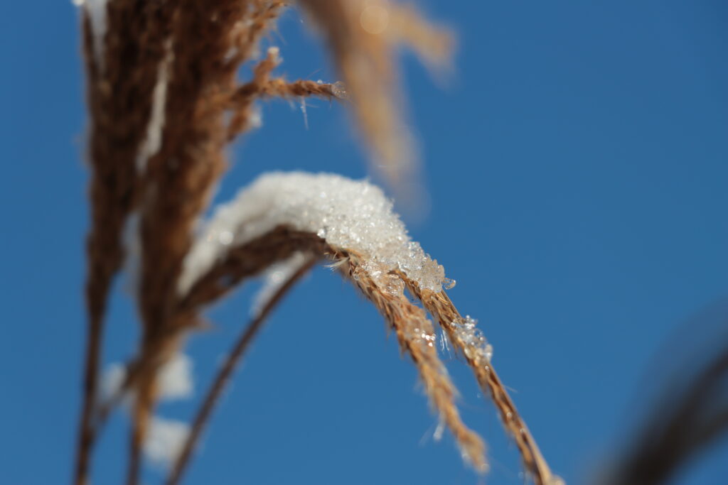 Gräser Schneebedeckt