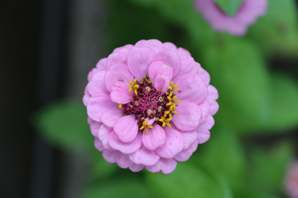 Pinke Blüte - Link zu dem Beitrag "Pretty in Pink"