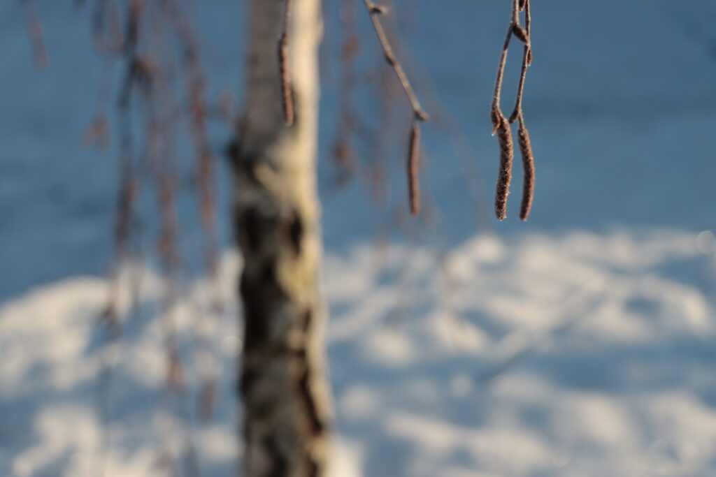 Birke in der Schneelandschaft
