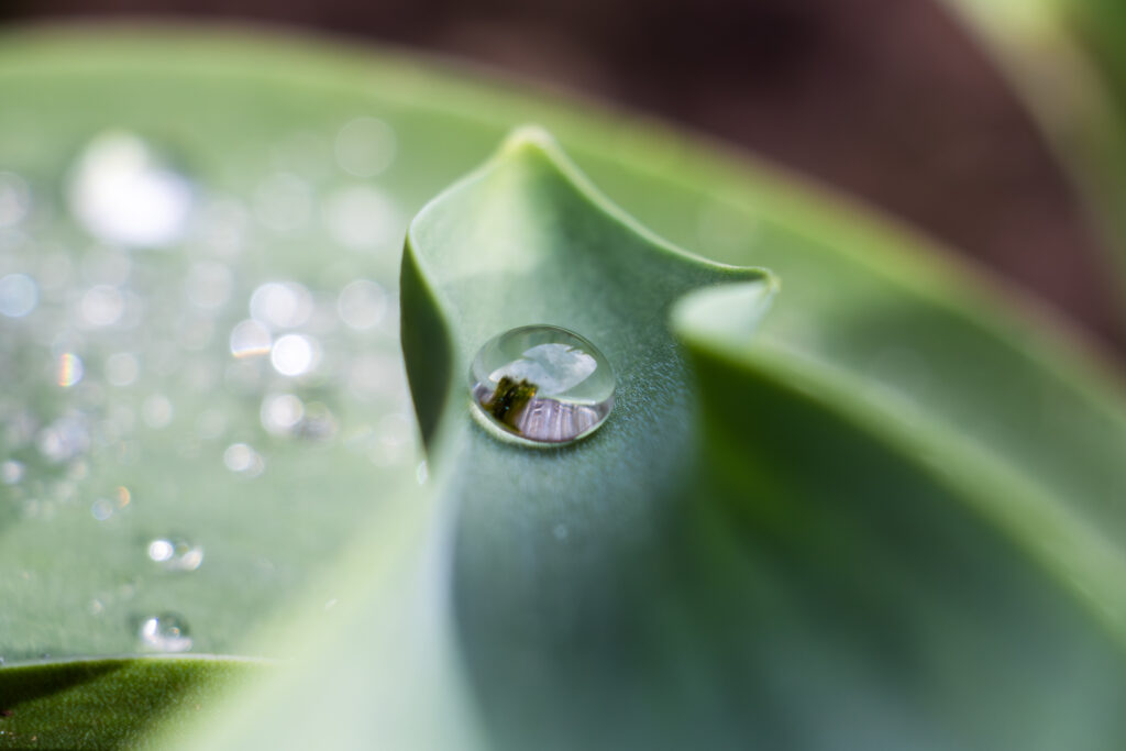 Tropfen auf der Spitze eines grünen Blatts einer Tulpe