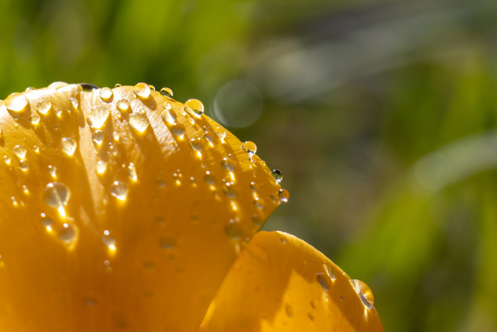 Gelbe Tulpe mit Tropfen bedeckt, die in der Sonne glänzen