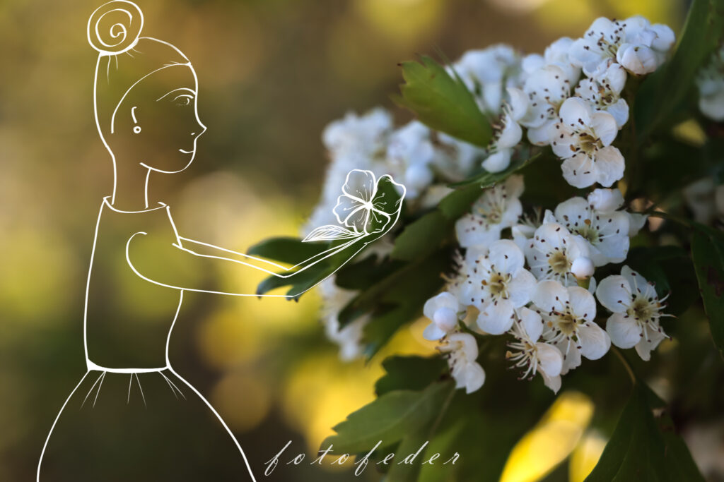 Apfelblüte in der Abendsonne - Ein Mädchen steht daneben und hält eine Blüte in den Händen