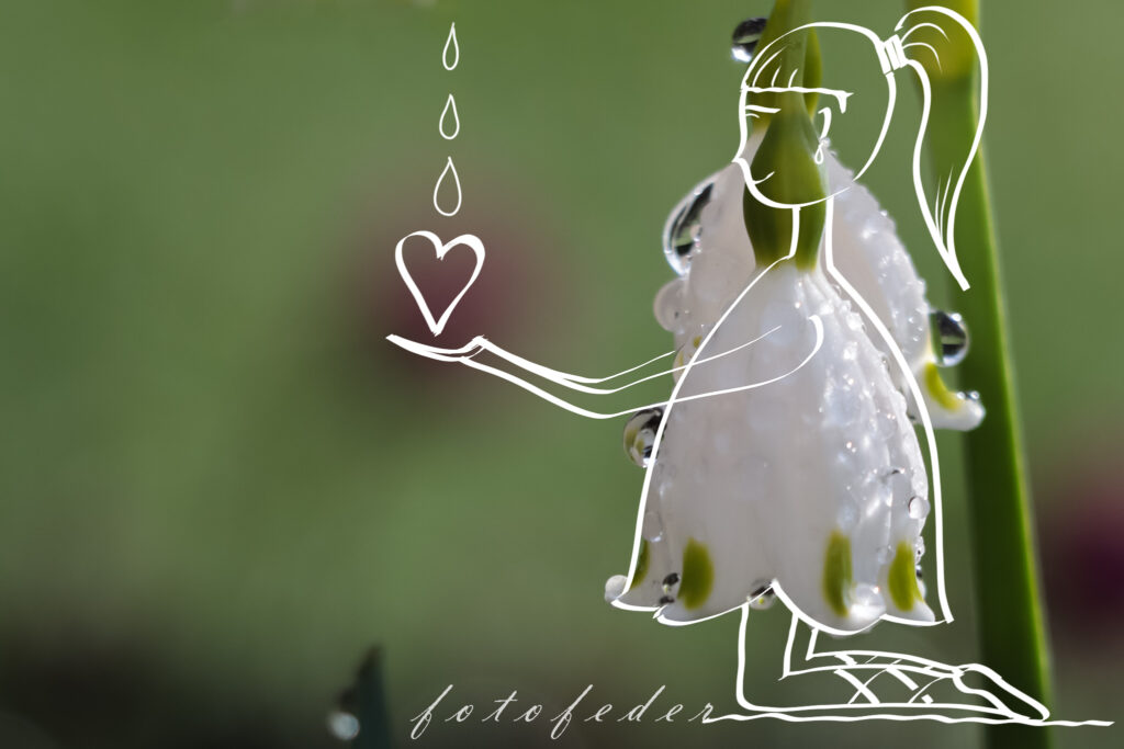 Ein Glockenblume mit Tropfen bedeckt - als Kleid eines Mädchens dargestellt, die mit ihren Händen einen Tropfen auffängt, welcher sich in ein Herz verwandelt