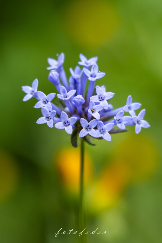 Feldblumen hellblau