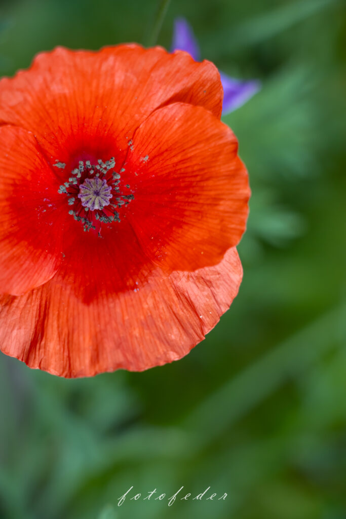 Roter Mohn