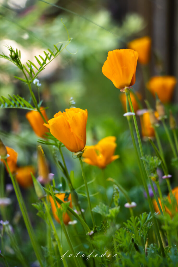 Feldblumen orange