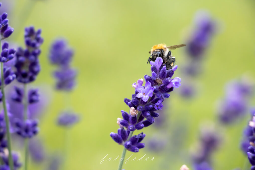 Biene auf Lavendel