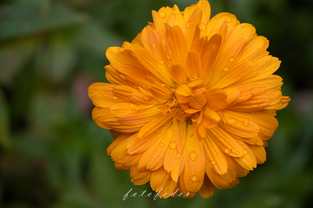 Feldblumen - Ringelblumen orange
