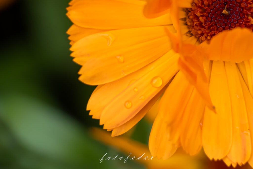 Makrobild - Ringelblume Orange mit Tropfen bedekct