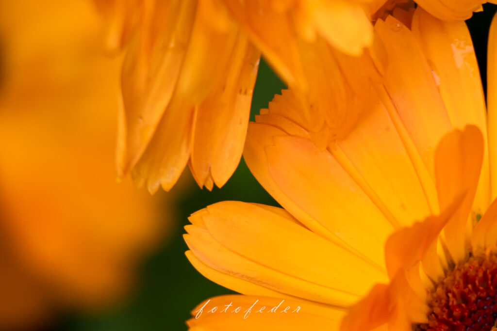 Makroaufnahme Ringelblumen überlappend
