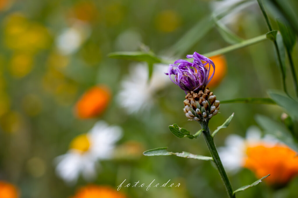 Destel mit lila Blüte auf einer Feldblumenwiese