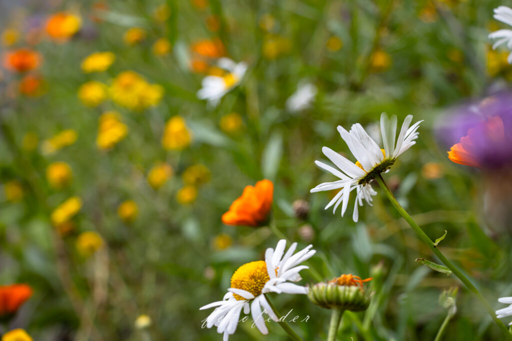 Feldblumenwiese - Margeriten