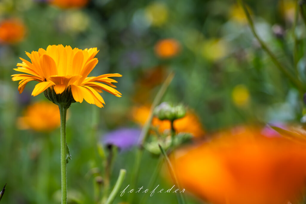 Ringelblume im Feld