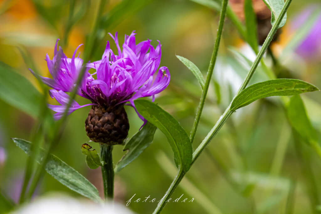 Feldblumen - Lila Distel