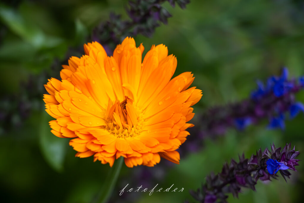 Ringelblume orange zwischen blauen Feldblumen