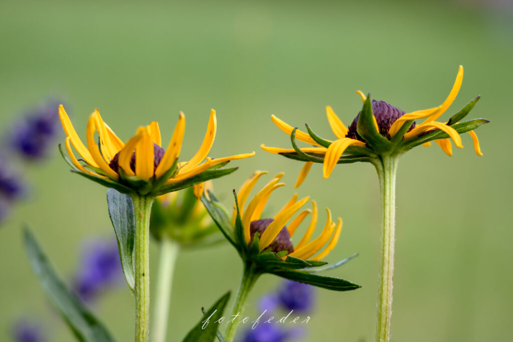 Drei gelbe Blüten im Lavendel