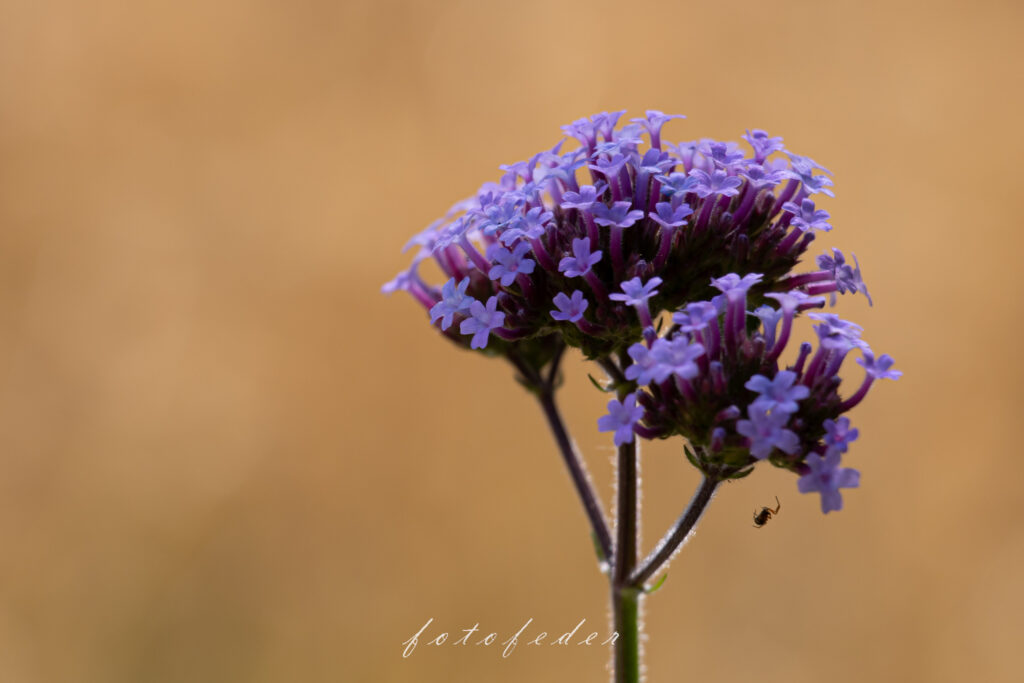 Purple Dreams - Eisenkraut Lila 