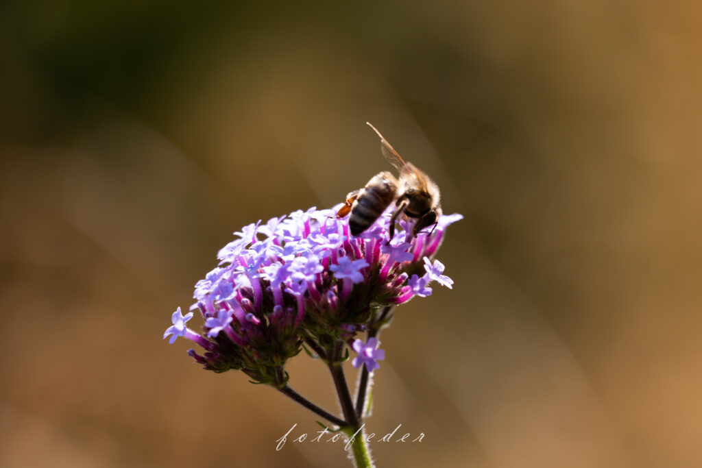 Purple Dreams - Eisenkraut Lila mit Bienen auf der Blüte Bei Gegenlicht