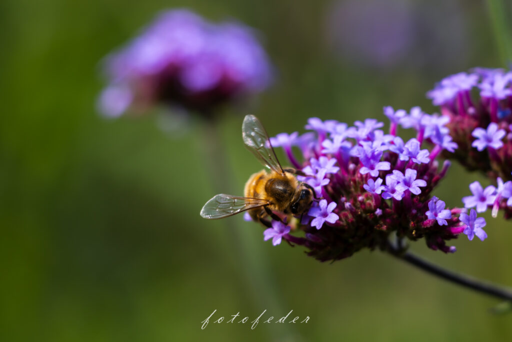 Purple Dreams - Eisenkraut Lila mit Biene auf der Blüte