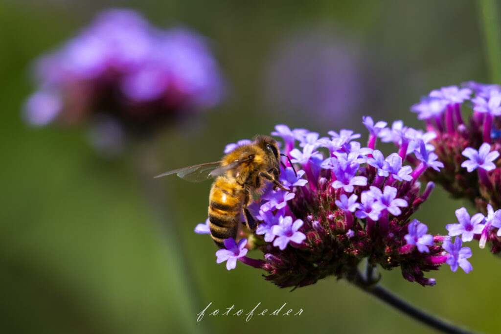 Eisenkraut Lila mit Biene auf der Blüte