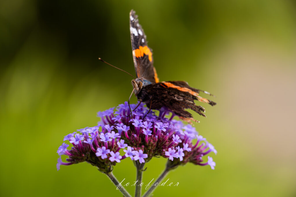 Eisenkraut Lila mit Admeral Schmetterling bei Abendsonne