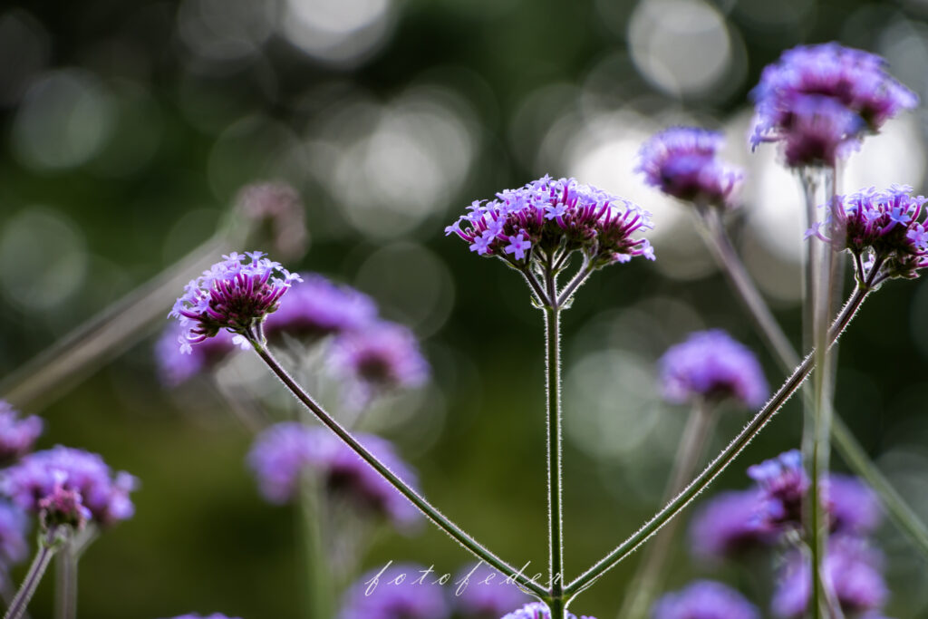 Purple Dreams - Eisenkraut Lila 