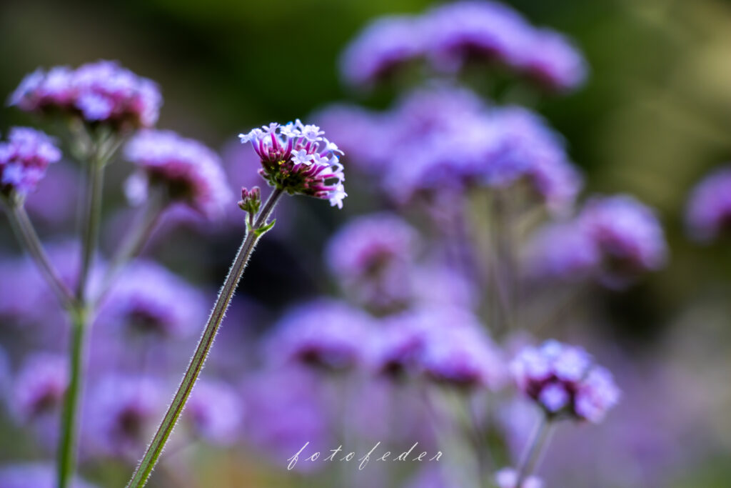 Purple Dreams - Eisenkraut Lila 