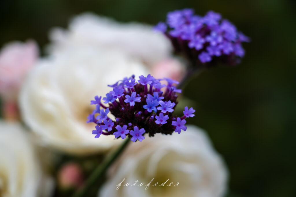 Purple Dreams - Eisenkraut Lila - mit Bokeh aus weißen Rosen im Hintergrund