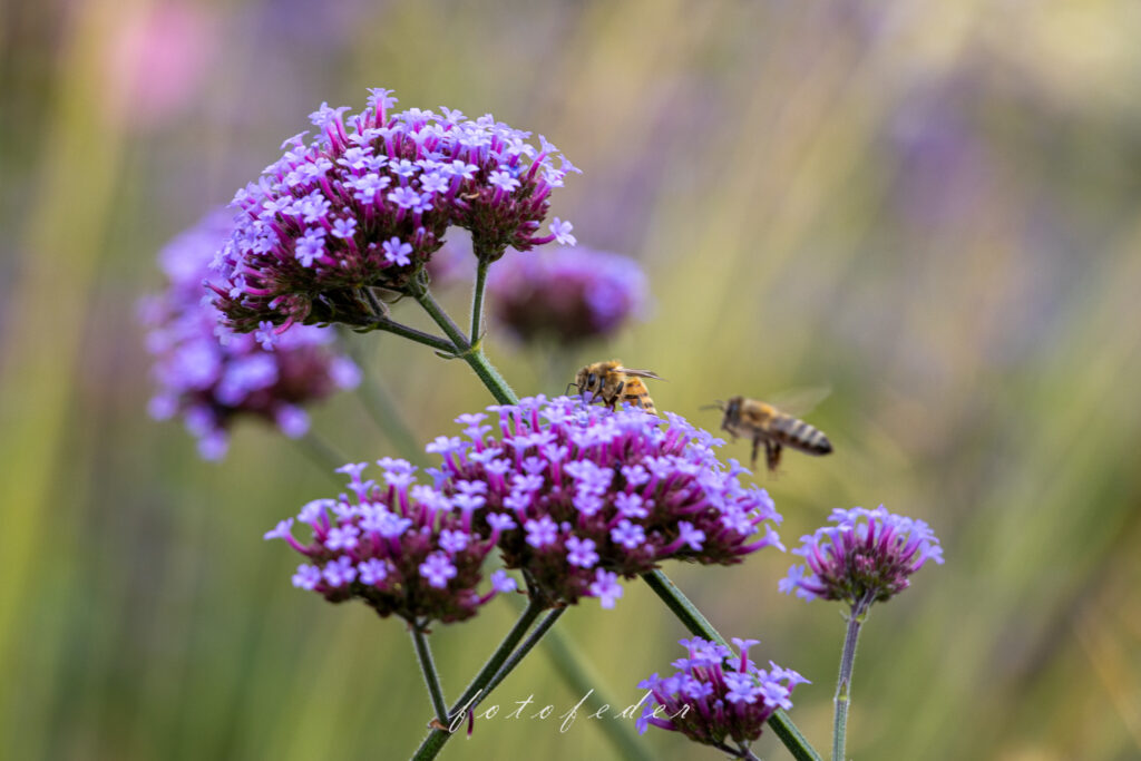 Purple Dreams - Eisenkraut Lila mit Bienen auf der Blüte