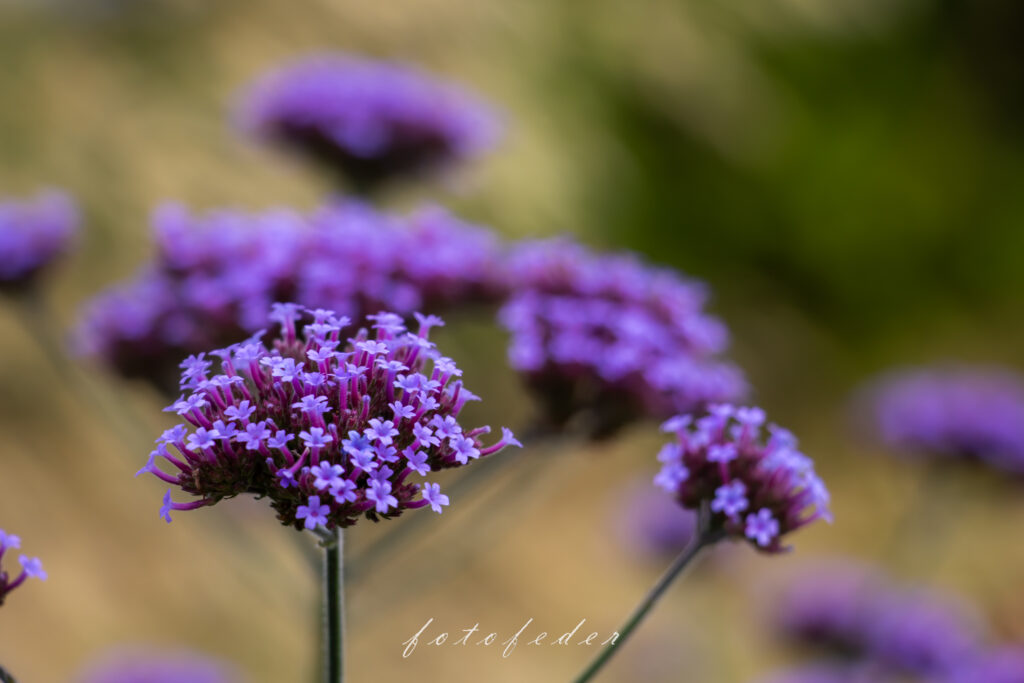Purple Dreams - Eisenkraut Lila 