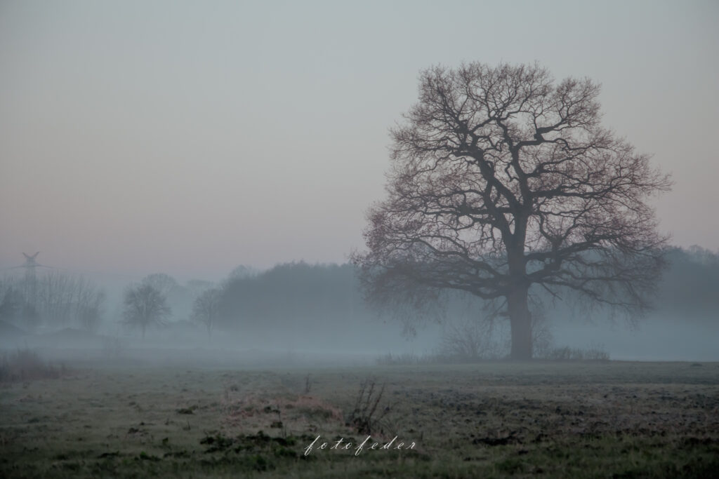 Schweigsam - Baum im Nebel