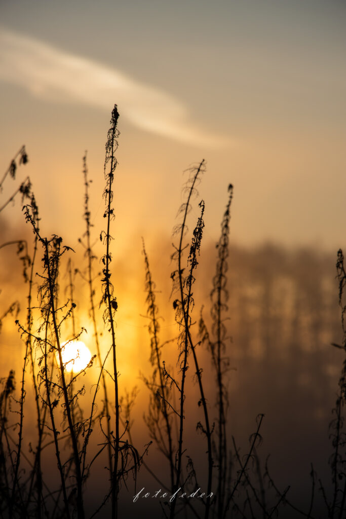 Aufgehende Sonne zwischen den Bäumen.