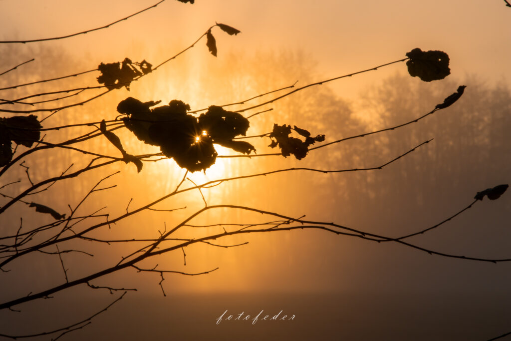 Aufgehende Sonne. Sonnenstrahlen dringen durch wenige verbliebene Blätter.