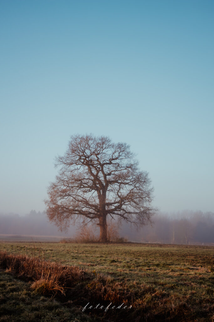 Schweigsam - Landschaft im Nebel nach Sonnenaufgang. Blauer Himmel