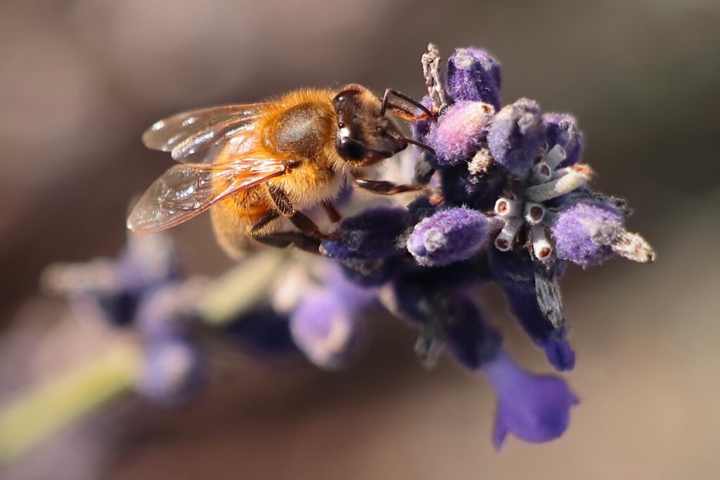 Biene auf Lavendel