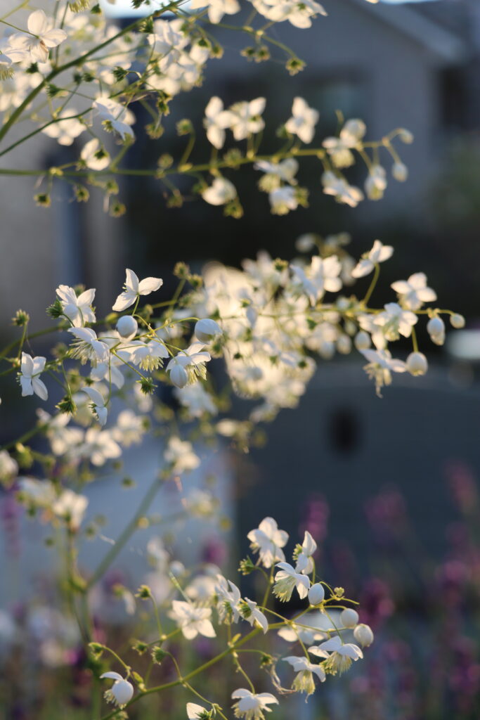 Blüten