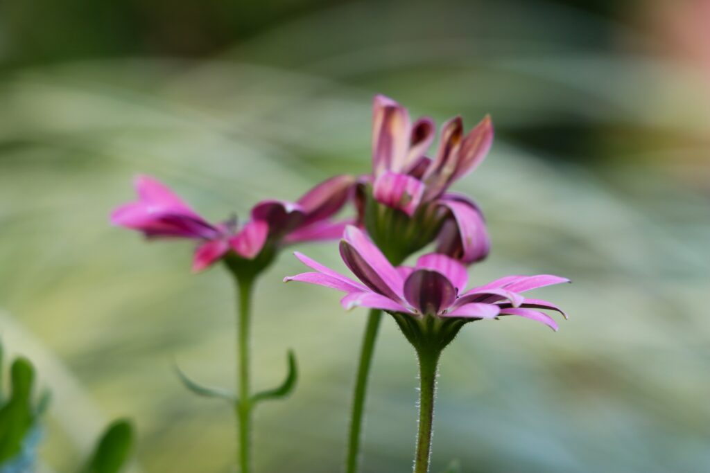 pinke Blumen im Beet