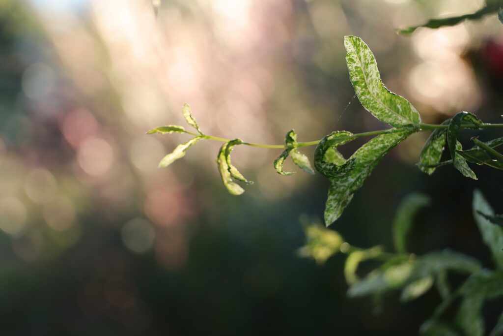 Blätter in der Sonne