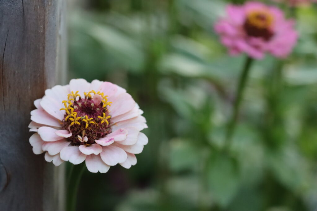 rosa Blüte