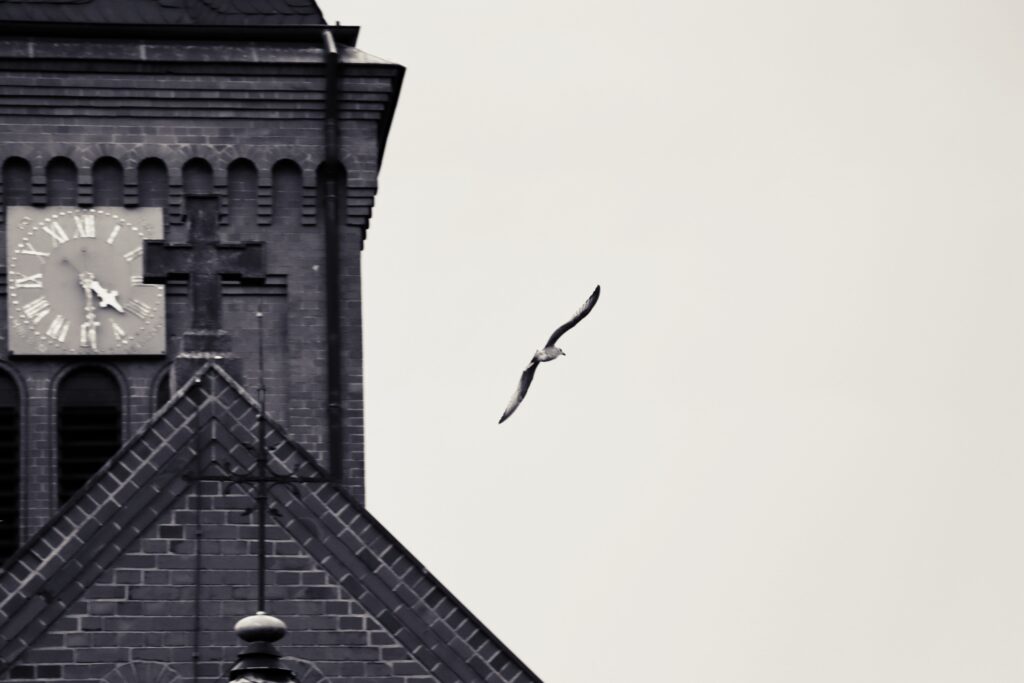 Eine Möve fliegt um die Kirche