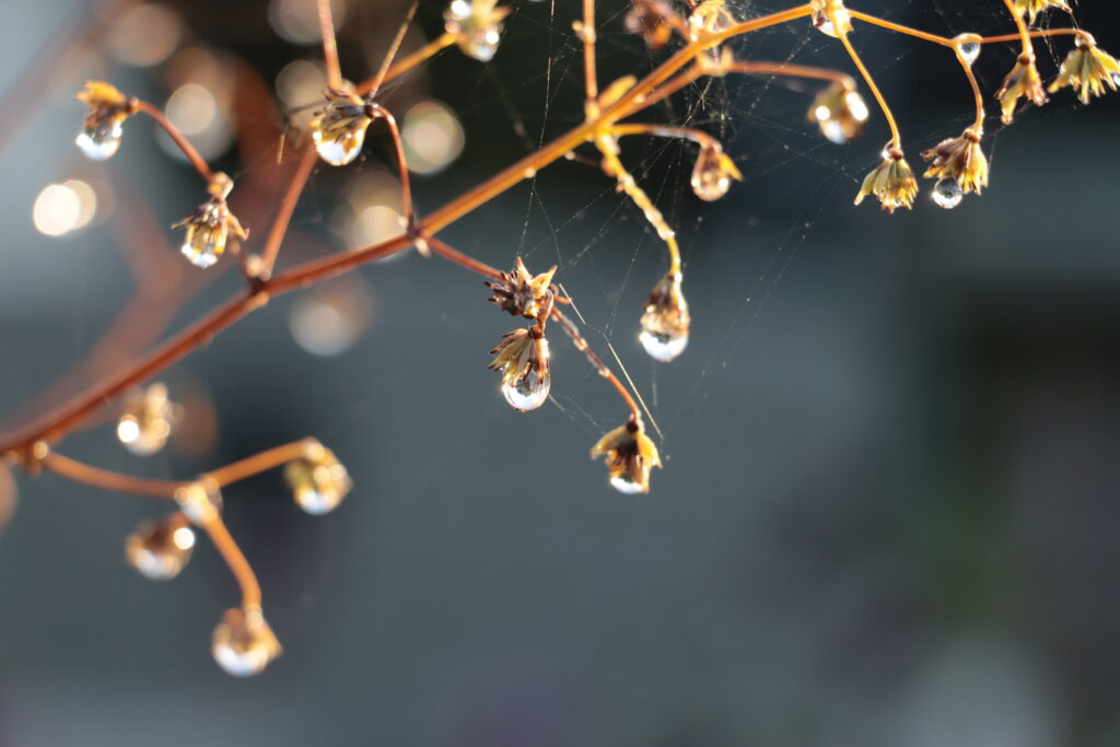 Tropfen auf einem Blumenstrauch in der Sonne
