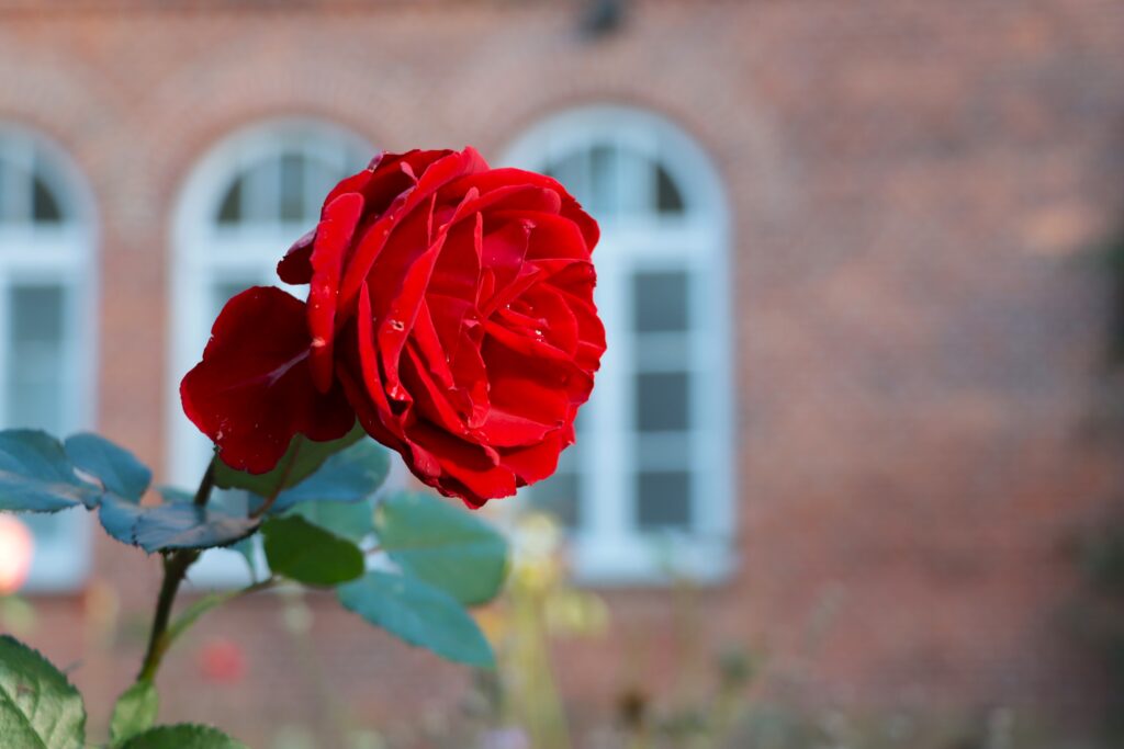 Rote Rose auf der Schlossinsel Barmstedt