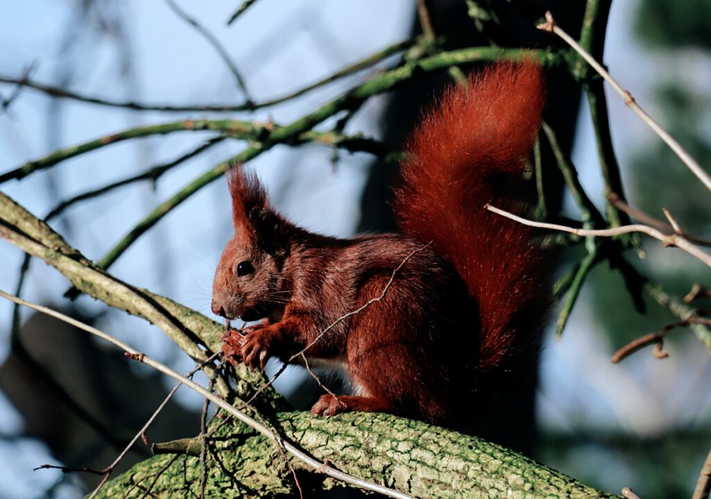 Eichhörnchen auf dem Ast