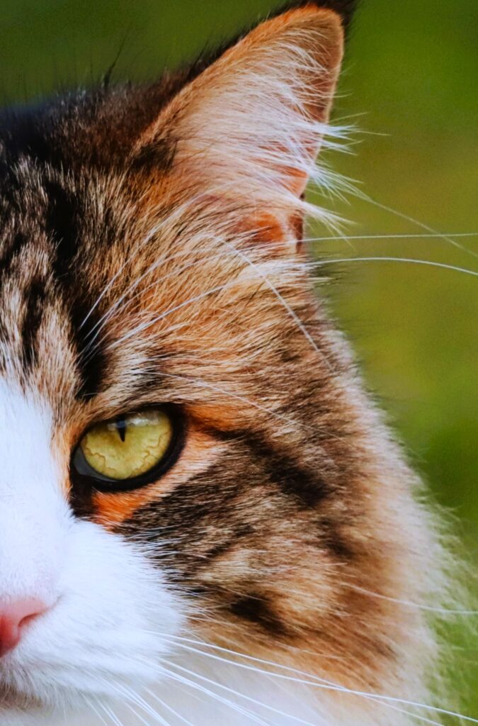 Katze