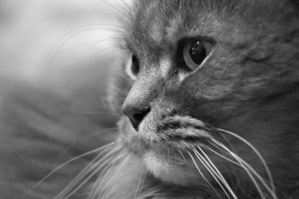 Katze