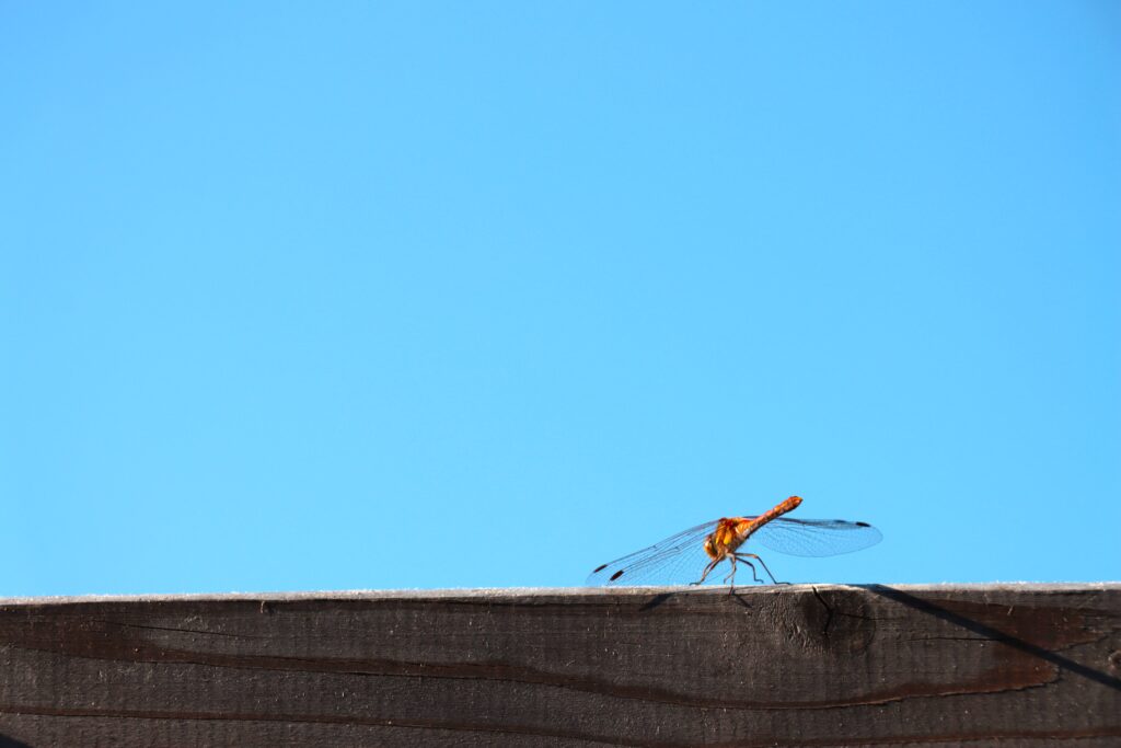 Libelle