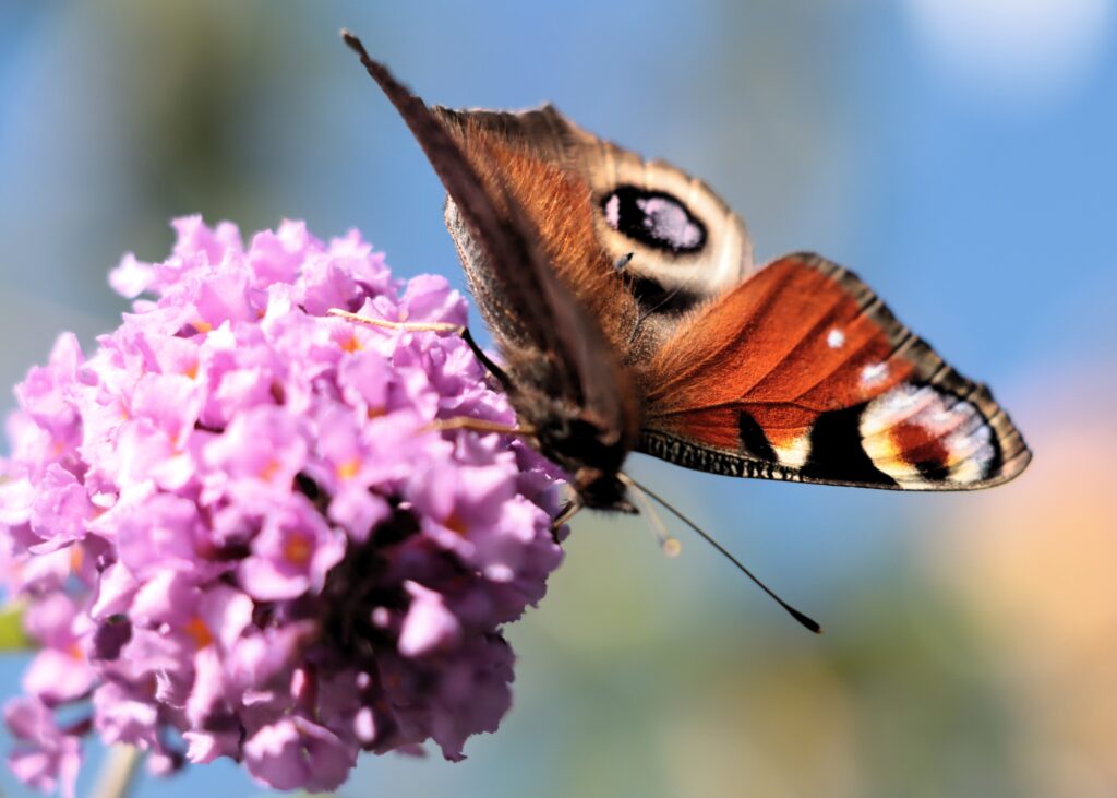 Schmetterling auf Schmetterlingsflieder