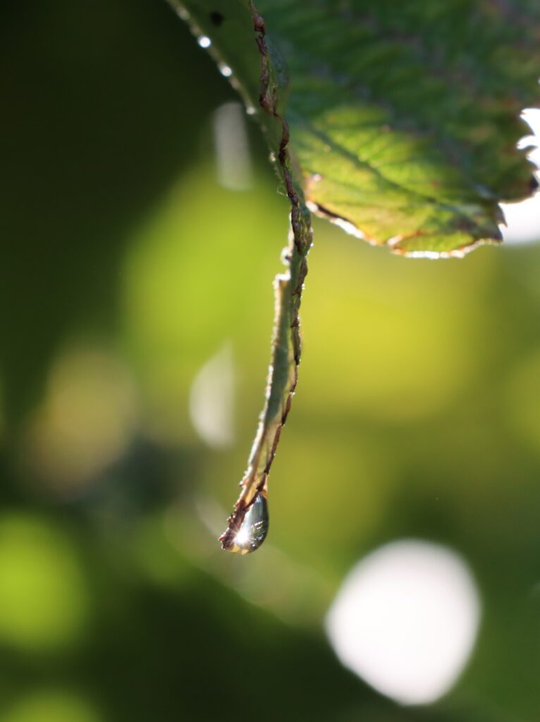 Tropfen in der Sonne